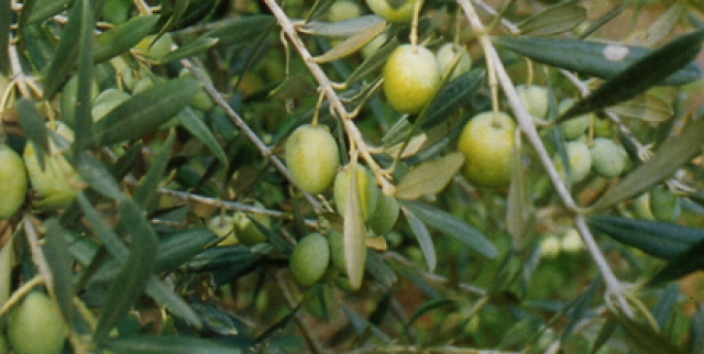 Nocellara Etnea