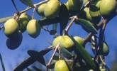 Biancolilla