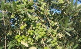 Leccio del Corno