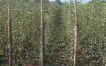 Piante fruttifere