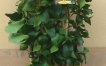 Piante limone in vaso