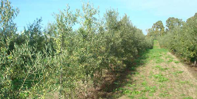 tipo di impianto oliveto intensivo