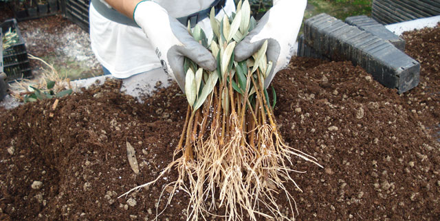 The propagation of olive trees by cutting