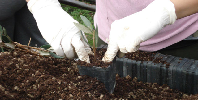 The propagation of olive trees by cutting