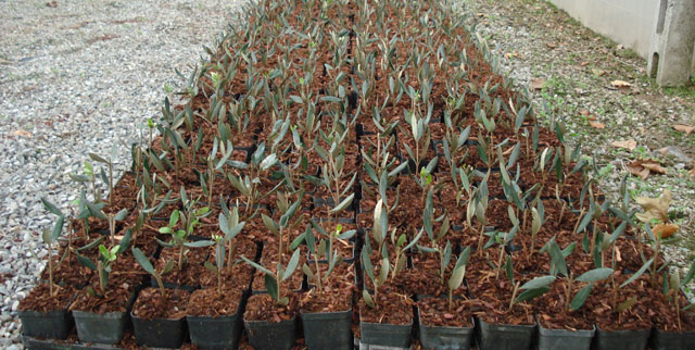 The propagation of olive trees by cutting