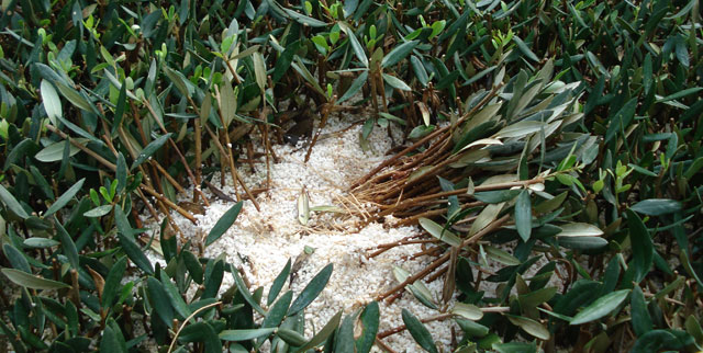 The propagation of olive trees by cutting