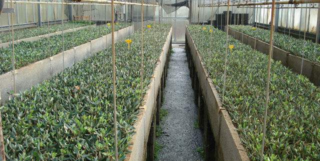 The propagation of olive trees by cutting